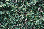 Click to see Y-WB-DSCF0908.JPG