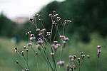 Click to see Y-WB-DSCF0965.JPG