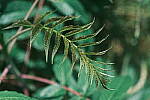 Click to see Y-WB-DSCF0974.JPG