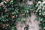 Click to see Y-WB-DSCF1020.JPG