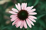 Click to see Y-WB-DSCF1052.JPG