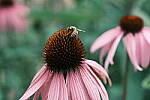 Click to see Y-WB-DSCF1054.JPG