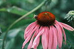 Click to see Y-WB-DSCF1063.JPG