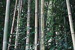 Click to see Y-WB-DSCF1065.JPG