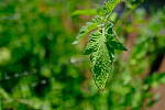 Click to see Y-WB-XF18MM-DSCF9260.JPG
