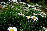 Click to see Y-WB-XF18MM-DSCF9276.JPG