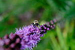 Click to see Y-WB-XF18MM-DSCF9287.JPG