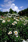 Click to see Y-WB-XF18MM-DSCF9303.JPG