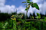 Click to see Y-WB-XF18MM-DSCF9325.JPG