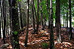 Click to see Y-WB-XF18MM-DSCF9340.JPG