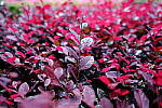 Click to see Y-WB-XF18MM-DSCF9507.JPG