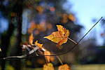 Click to see Y-WB-XF33-DSCF0068.JPG