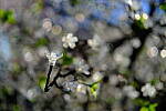 Click to see Y-WB-XF33-DSCF0133.JPG