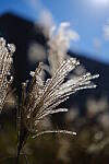 Click to see Y-WB-XF33-DSCF0168.JPG