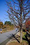 Click to see Y-WB-XF33-DSCF0275.JPG