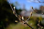 Click to see Y-WB-XF33-DSCF0298.JPG