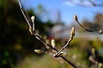 Click to see Y-WB-XF33-DSCF0300.JPG