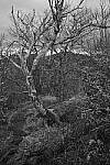 Click to see Y-WB-XF33-DSCF0434.JPG