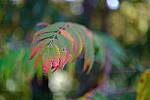 Click to see Y-WB-XF33-DSCF9590.JPG