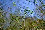 Click to see Y-WB-XF33-DSCF9606.JPG