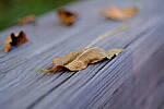 Click to see Y-WB-XF33-DSCF9631.JPG