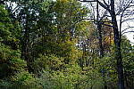 Click to see Y-WB-XF33-DSCF9643-f4.0.JPG