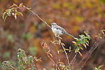 Click to see Y-WB-XT5-DSCF0195.JPG