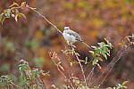 Click to see Y-WB-XT5-DSCF0199.JPG