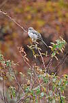 Click to see Y-WB-XT5-DSCF0207.JPG