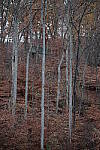 Click to see Y-WB-XT5-DSCF0257.JPG