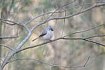 Click to see Y-WB-XT5-DSCF0319.JPG