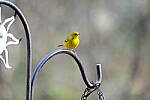 Click to see Y-WB-XT5-DSCF0345.JPG