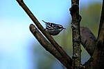 Click to see Y-WB-XT5-DSCF0356.JPG
