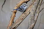 Click to see Y-WB-XT5-DSCF0366.JPG