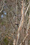 Click to see Y-WB-XT5-DSCF0397.JPG