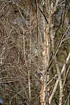 Click to see Y-WB-XT5-DSCF0405.JPG
