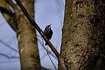 Click to see Y-WB-XT5-DSCF0427.JPG