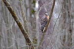Click to see Y-WB-XT5-DSCF0482.JPG