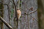 Click to see Y-WB-XT5-DSCF0691.JPG