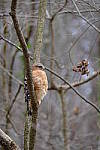 Click to see Y-WB-XT5-DSCF0776.JPG