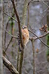 Click to see Y-WB-XT5-DSCF0811.JPG