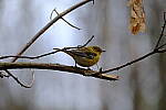 Click to see Y-WB-XT5-DSCF0846.JPG