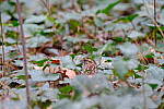 Click to see Y-WB-XT5-DSCF0887.JPG