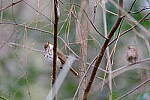 Click to see Y-WB-XT5-DSCF0924.JPG