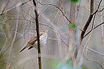 Click to see Y-WB-XT5-DSCF0944.JPG