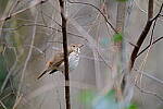 Click to see Y-WB-XT5-DSCF0954.JPG