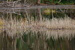 Click to see Y-WB-XT5-DSCF0973.JPG