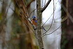 Click to see Y-WB-XT5-DSCF0994.JPG