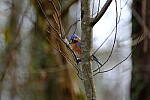 Click to see Y-WB-XT5-DSCF0999.JPG