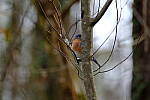 Click to see Y-WB-XT5-DSCF1001.JPG